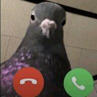 SqtHomo2